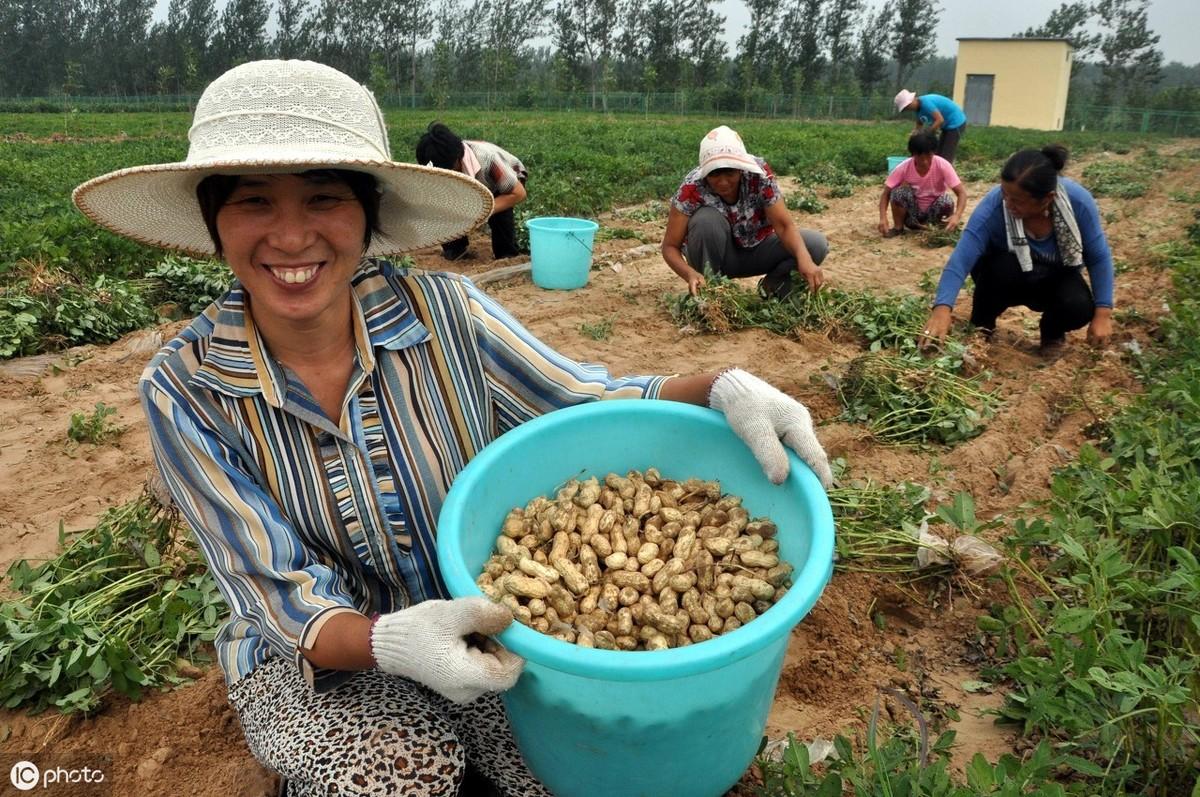 汝南花生米最新价格及市场趋势分析