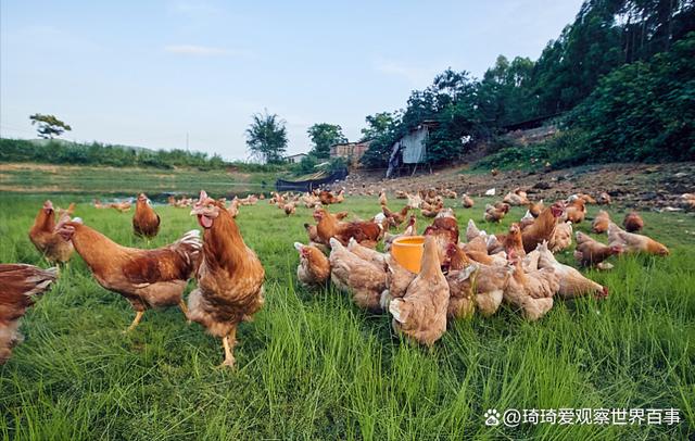 强养by鸡鸭鱼肉最新，探索现代养殖业的挑战与机遇