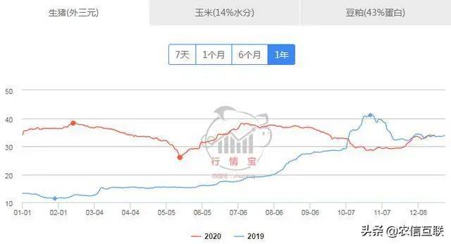 今日猪价最新预测走势分析