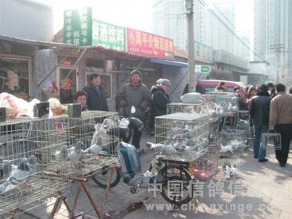 北京鸽子市场最新地址，探索京城养鸽文化的新地标