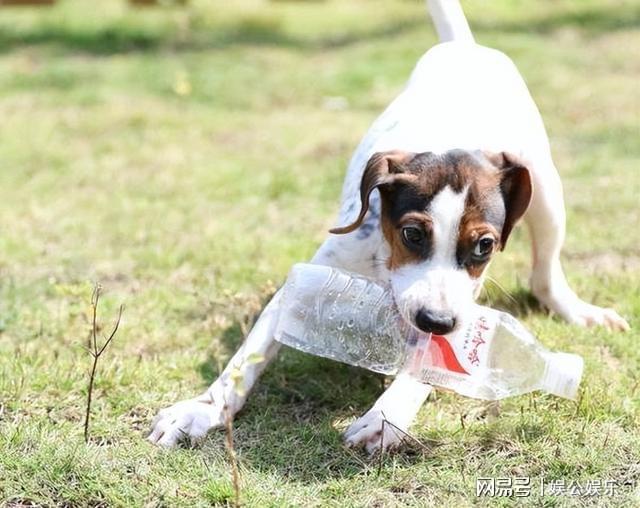 太仓犬最新出售信息，探索这一古老犬种的魅力与养护指南